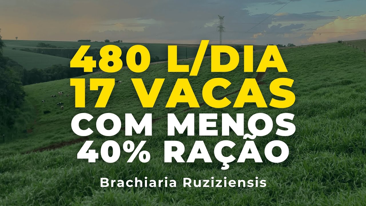 Como reduzir 40% da ração e aumentar o leite de 200 para 480 L/dia | Produtor no PR