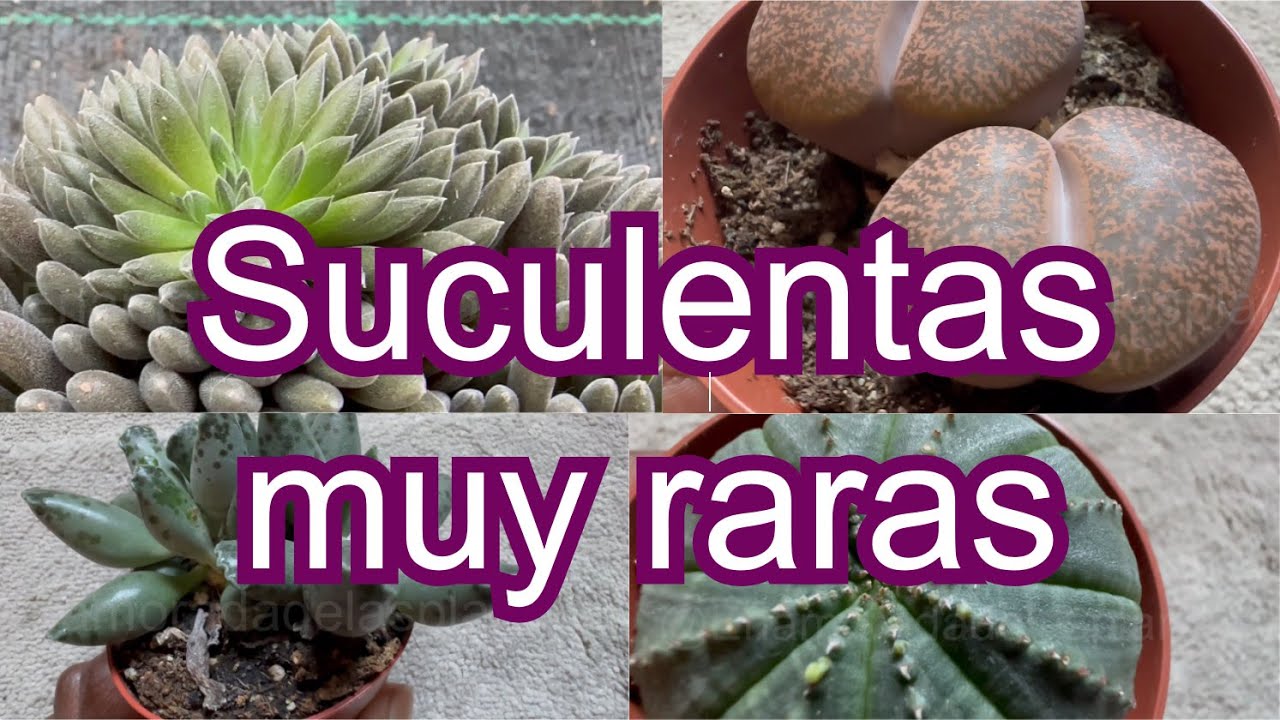 5 Suculentas para tu colección