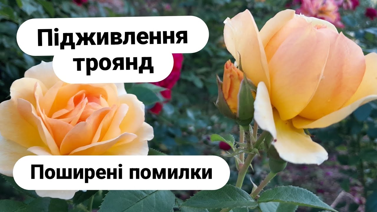 Підживлення троянд, помилки