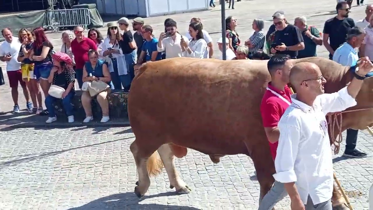 Desfile dos bovinos 
