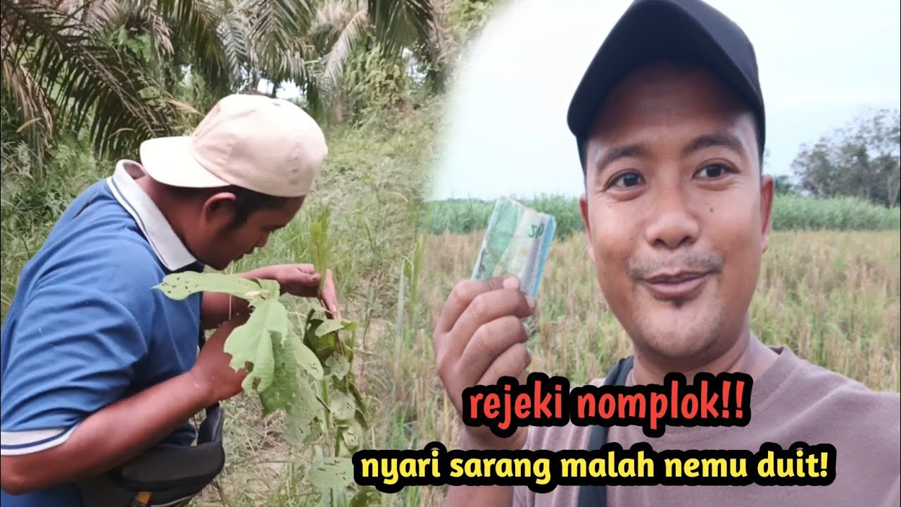 Pertama kali ini mbolang nemu rejeki nomplok! Mbolang nyari sarang malah nemu duit