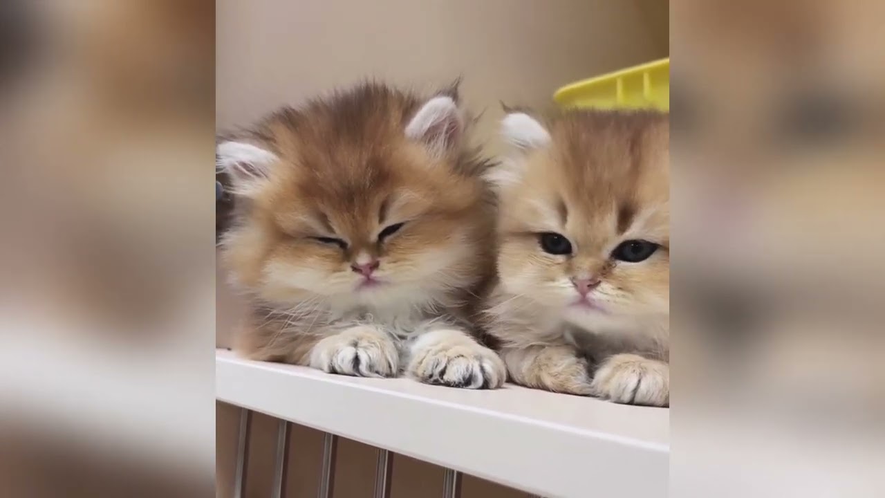 かわいい子猫たちは眠気に勝てない 🐱💤🥺