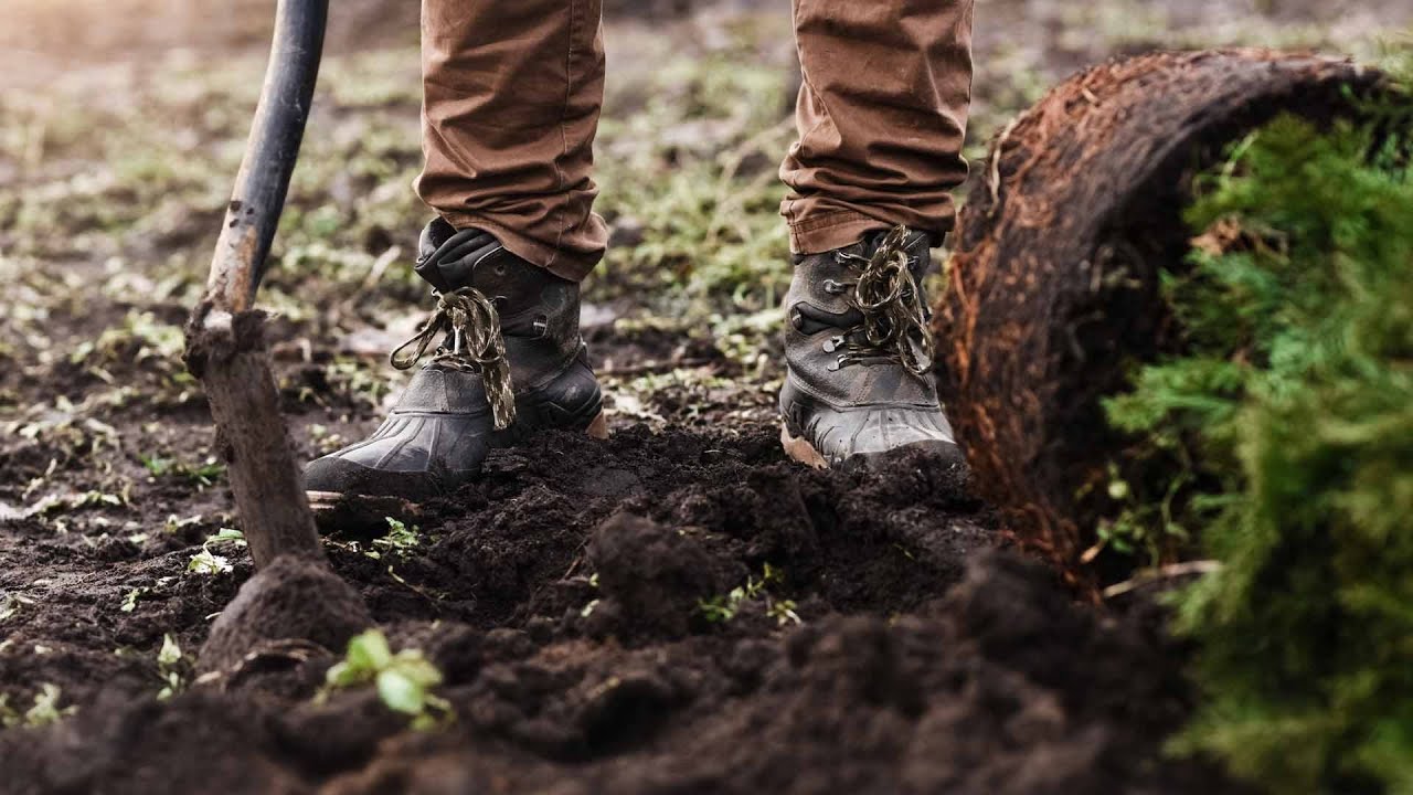 Ask an Arborist: Why Should I Plant in the Fall?