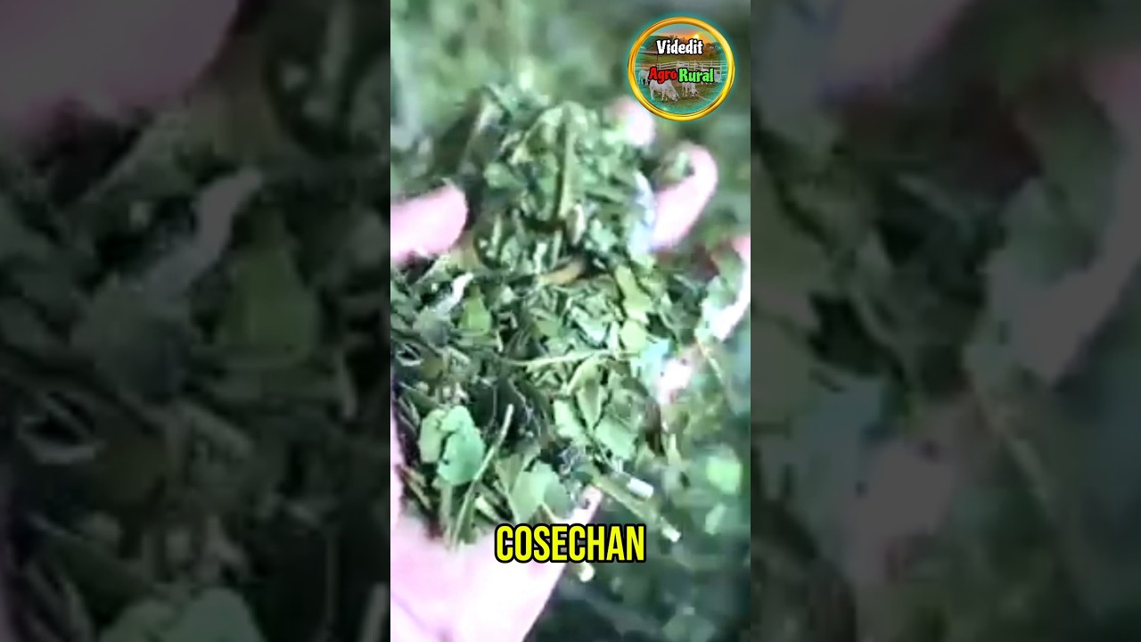 El PROCESO de la YERBA MATE... #agricultura #rural #agropecuaria #campo