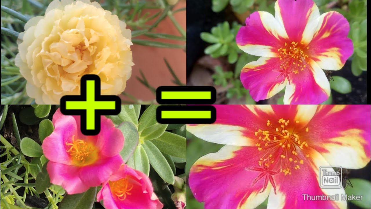 Portulaca/purslane grafting|How to graft portulaca/purslane|Mixing mossrose & purslane colours