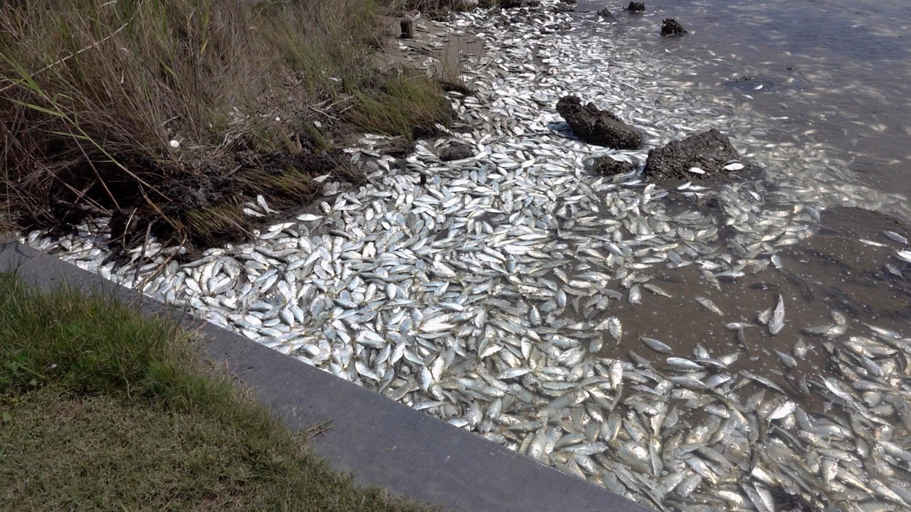 MASSIVE Fish Kill
