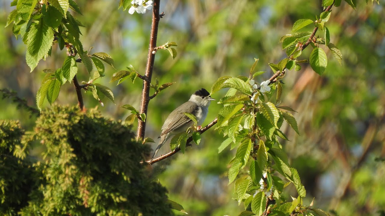 Munk Roalds&oslash;y Eurasian blackcap Svarth&auml;tta Sylvia atricapilla Nikon coolpix p900