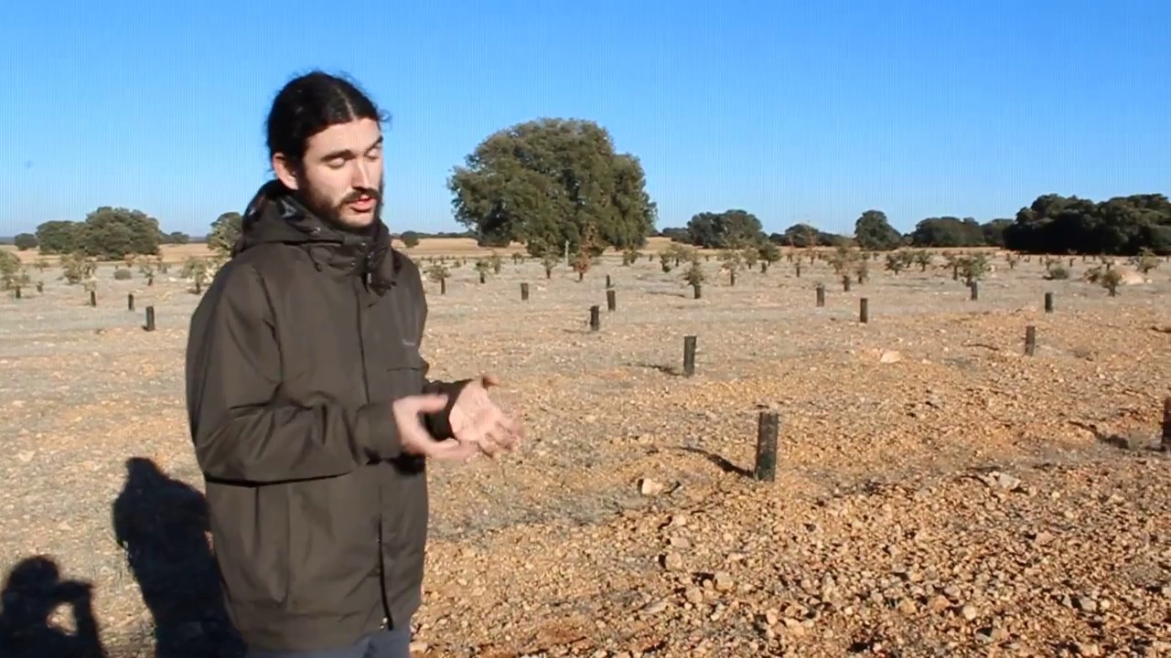 Criticas, desde la Restauraci&oacute;n Ecol&oacute;gica, a una plantaci&oacute;n de encinas en hilera
