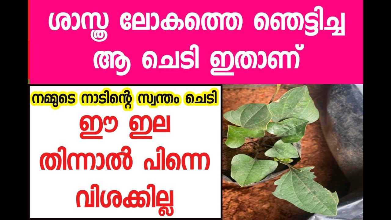 ഇതാണ് ആ അത്ഭുത സസ്യം Arogyapacha