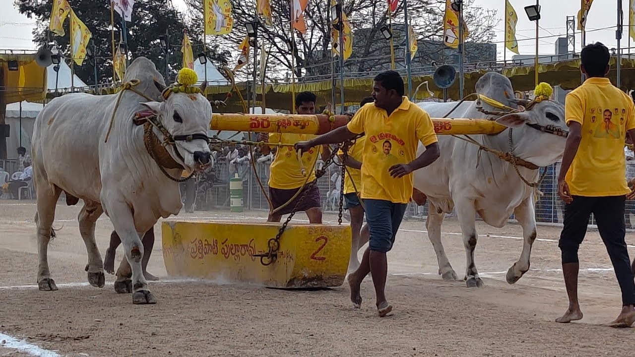 2026-చిలకలూరిపేట.జూనియర్.6వ జత.కాకా బుల్స్ పోతిన లక్షిత్ చౌదరి గారు కోండపాటూరు గ్రామం గుంటూరు జిల్లా