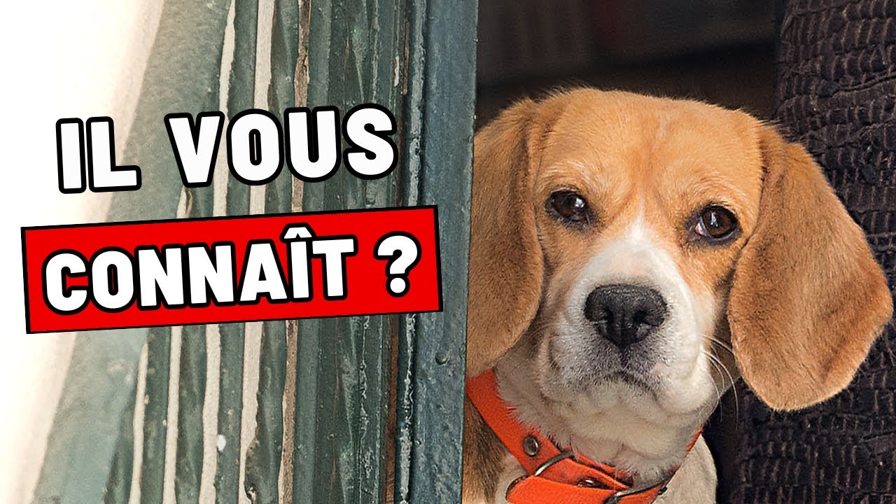 12 Secrets Que Votre Chien Connaît Sur Vous