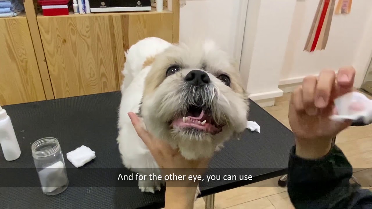 Tutorial: Cleaning your Dog's Eyes
