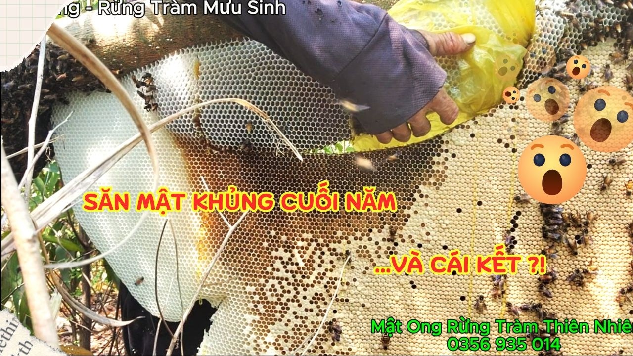 Săn Ong Rừng Khủng Cuối Năm Và Cái Kết ?! || Lê Dũng RTMS || Wild Honey
