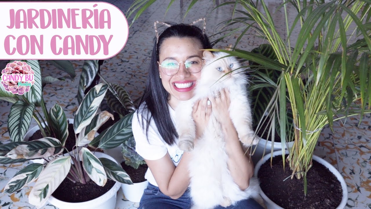 Trasplantando las nuevas plantas de interior│Candy Bu