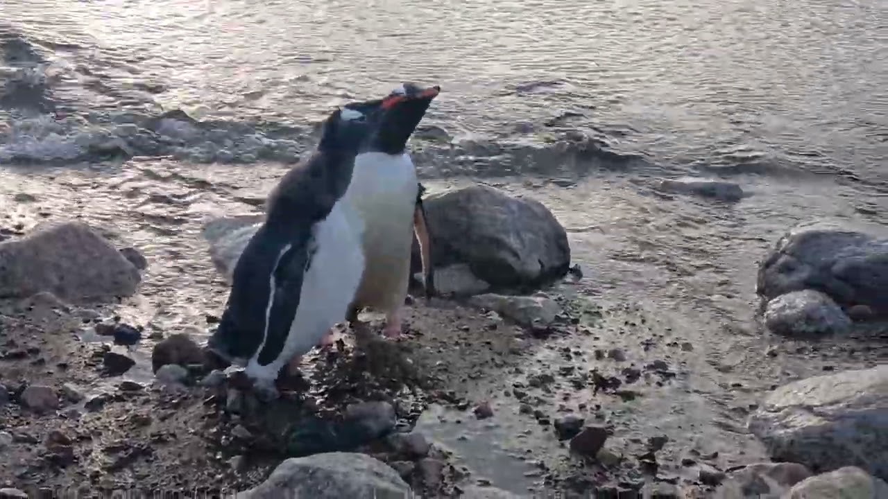Penguin feeding his chick 