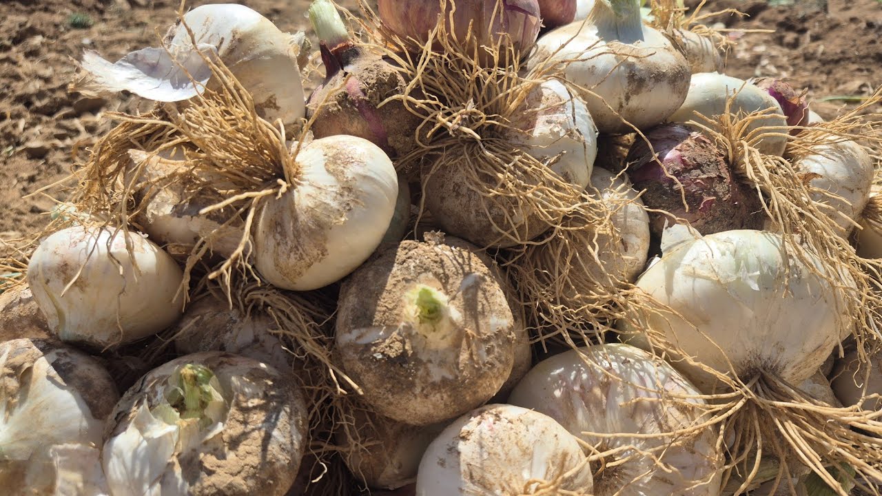 Cultivation agriculture rural people benefit land water onion digging harvest land