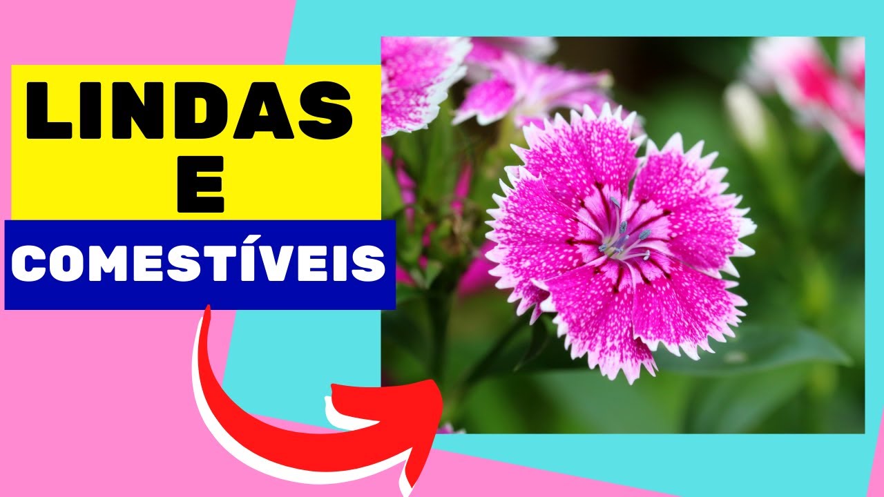 Como cuidar de cravina