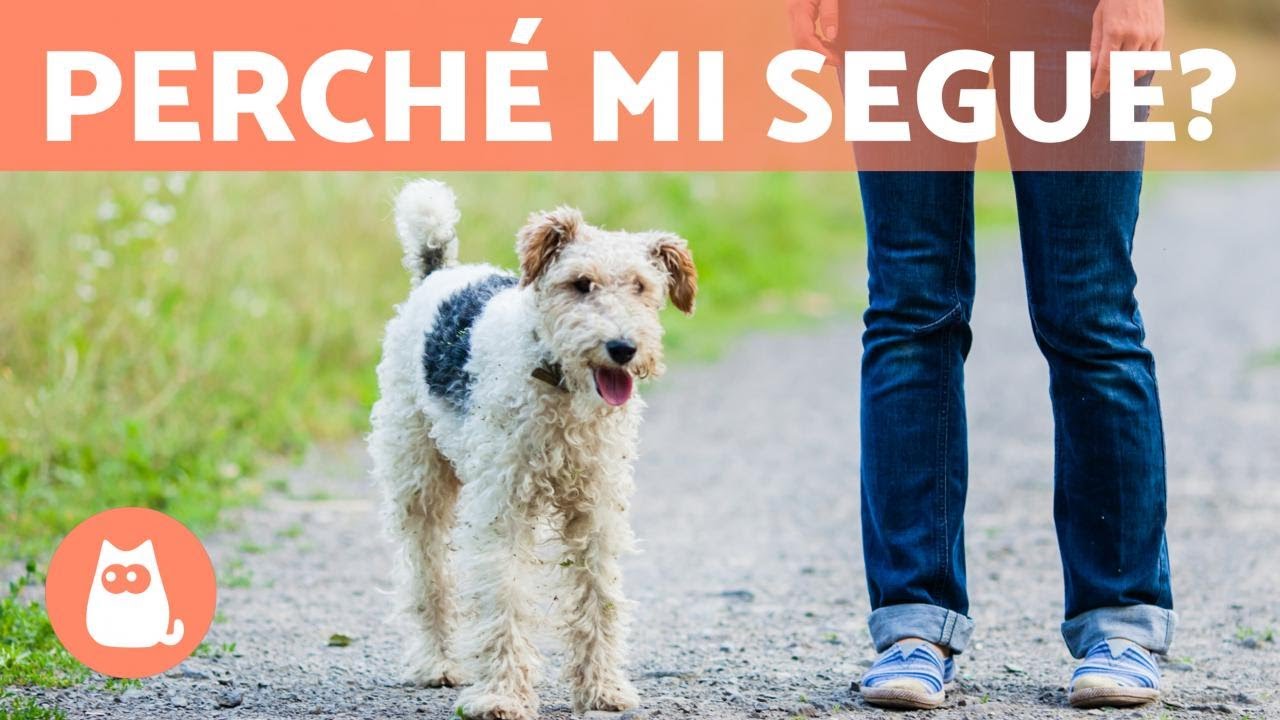 Perché il mio cane mi segue ovunque? 🐶🐾 (5 motivi)