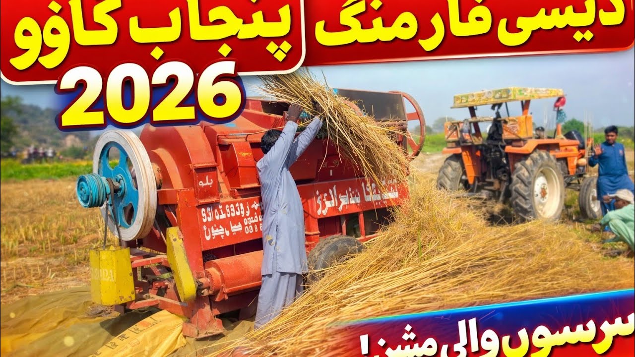 February 16, 2026پنجاب گاؤں میں سرسوں کی تھریشر مشین لائیو 🌾 | دیسی فارمنگ 2026 | Mere Punjab