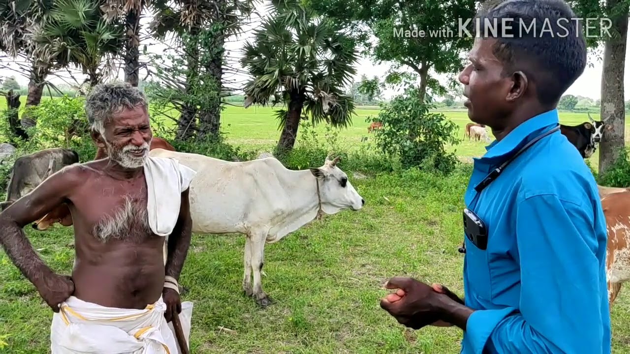 நாட்டு மாடு வளர்ப்பு தமிழ்நாடு naatu madu valarpu Tamil Nadu village