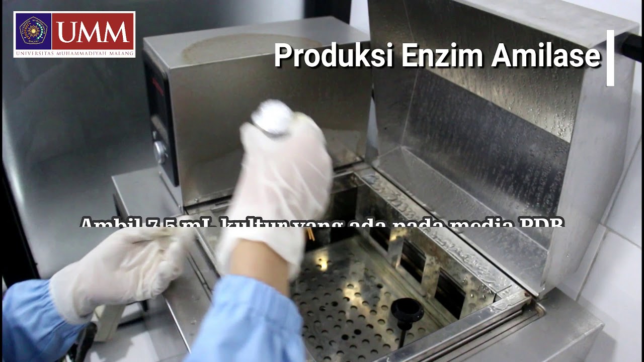 Penjelasan Produksi dan Uji Aktivitas Enzim Amilase-Prodi Teknologi Pangan UMM