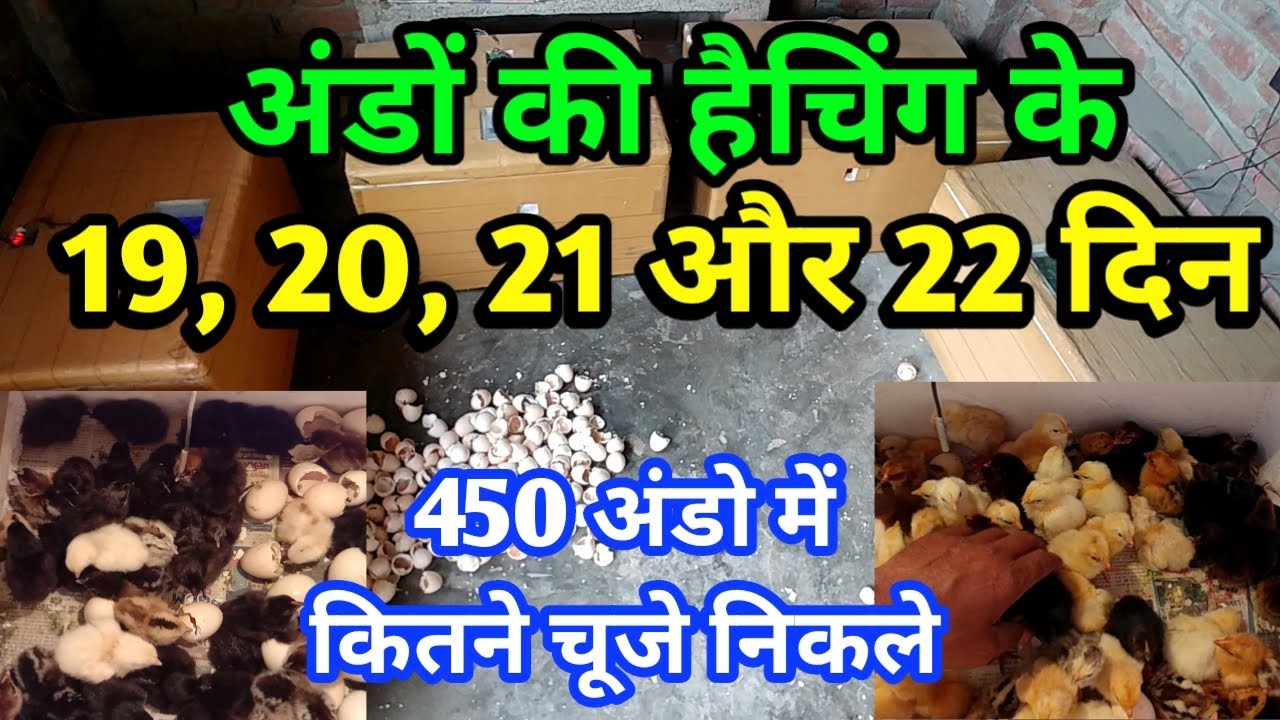 अंडो की हैचिंग के 19, 20, 21 और 22 दिन | 100 अंडों में कितने चूजे निकले | Incubator after 18 days