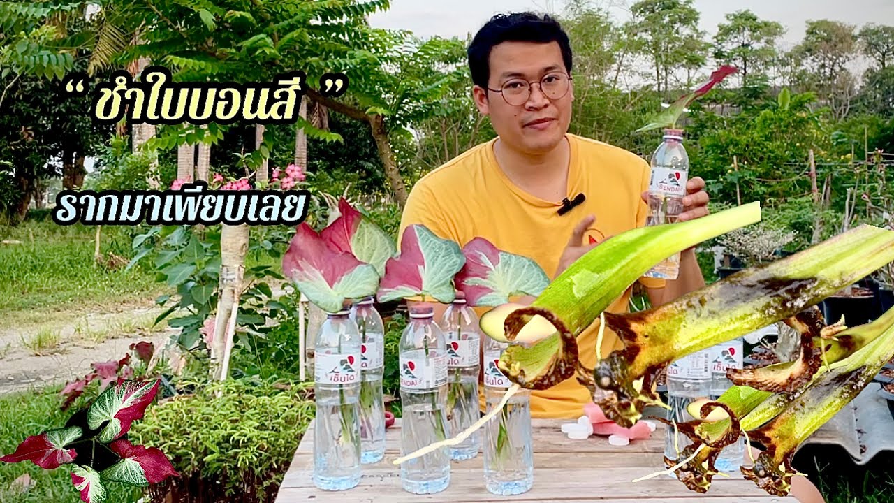 ชำก้านใบบอนสีรากเขี้ยวมาเต็ม ไม่ต้องรอผ่าหัว ไม่ต้องรอแยกหน่อ ไม่ต้องรอผสมเกสร