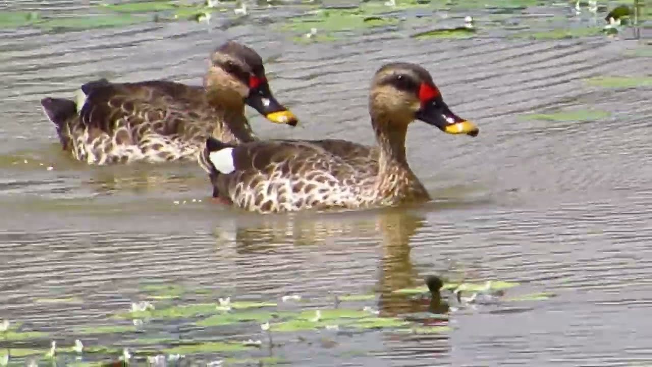 Beautiful Water Birds - Indian Spot-billed Duck