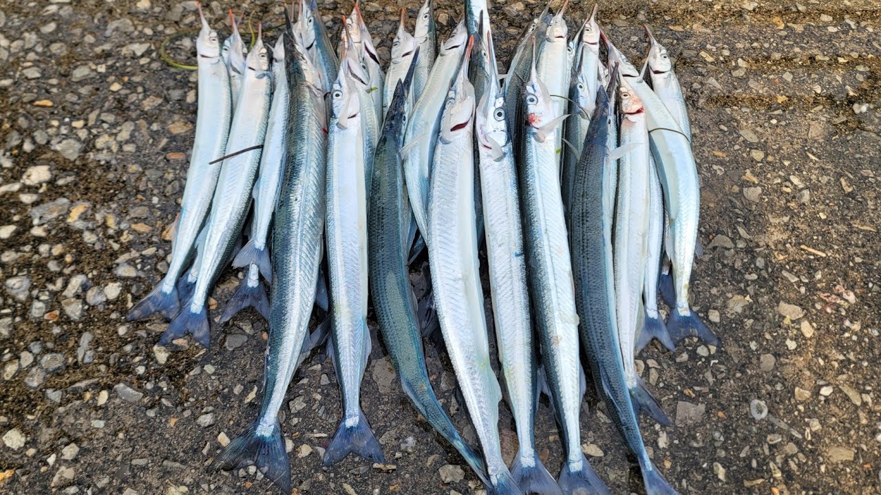 기장권 학꽁치탐사  #학꽁치낚시 #fishing #생활낚시