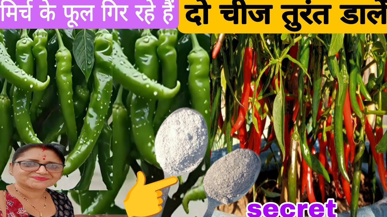 मिर्च के पौधों की जड़ों में यह दोचीज डालें / एक ही पौधे में लगेंगे सैकड़ो मिर्च गिनती नहीं कर पाओगे,