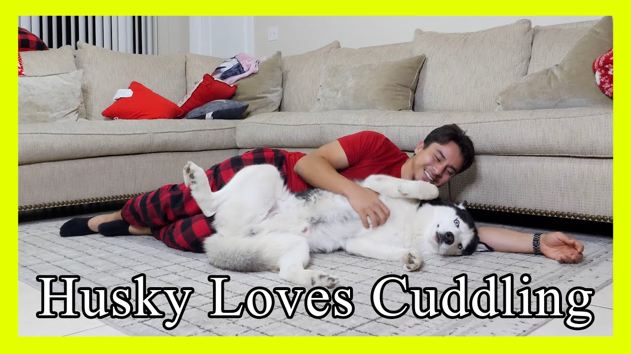 Funny Dog Loves Cuddling