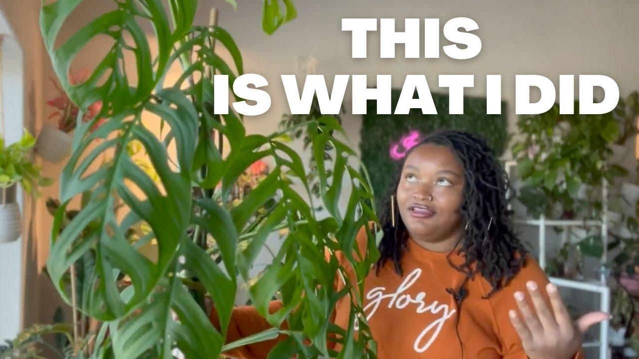 How I Care for My Rare Monstera Esqueleto | How to propagate and adding a moss pole