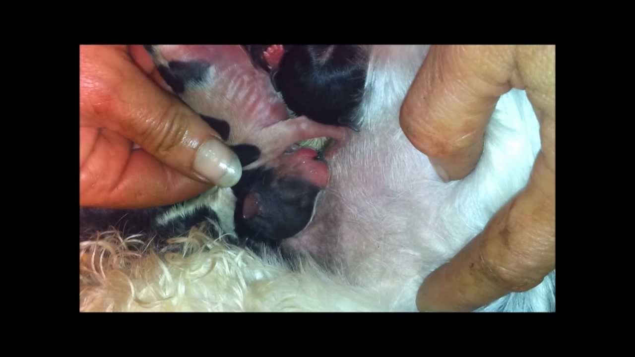 Lehrvideo Welpengeburt / Biewer-Yorkshire-Terrier (2)