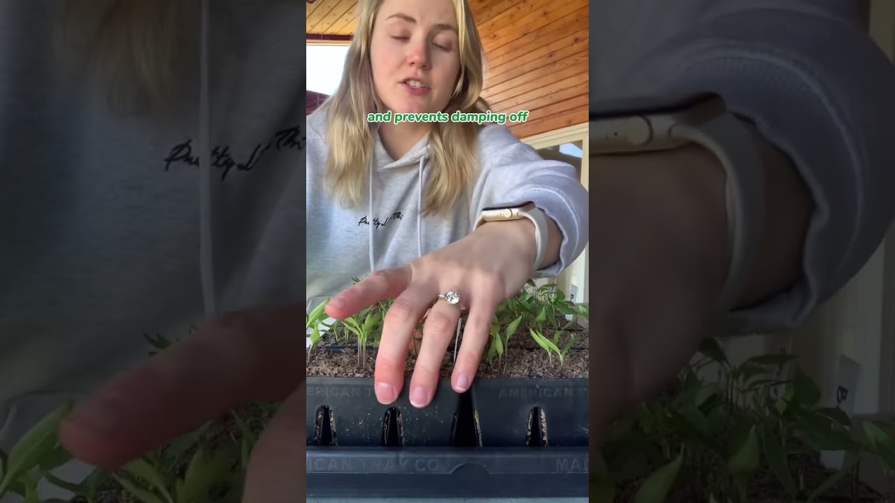 Как ухаживать за рассадой перца