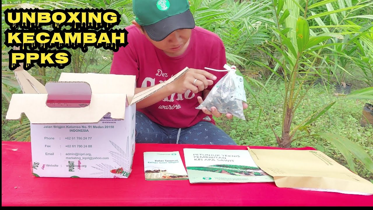 unboxing kecambah ppks ASLI || varietas dumpy
