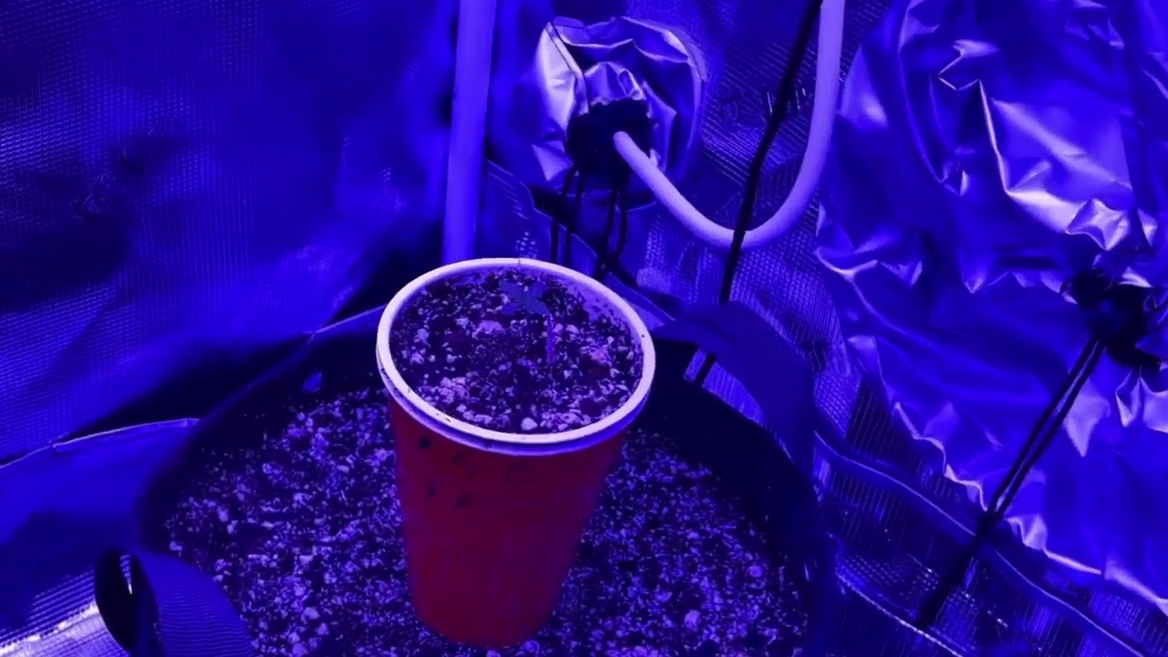 KindLED X80 Doing Work! Kyle&rsquo;s Skywalker OG, Grow Off Week 1 Update!