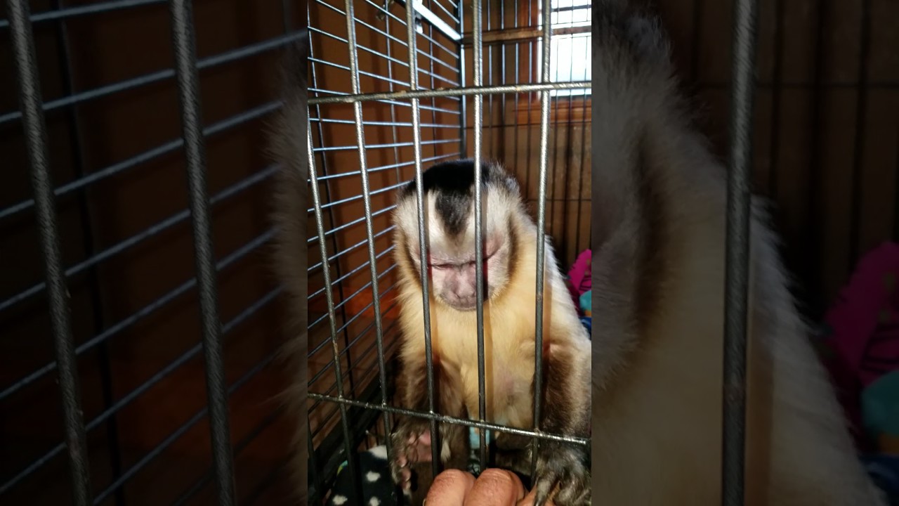Adorable monkey talking