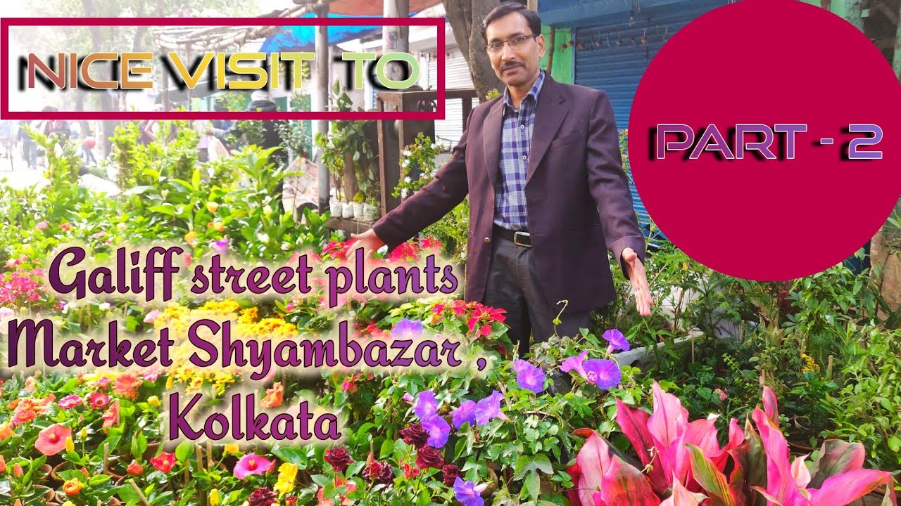 Nice Visit to Galiff Street Market , Kolkata , PART -2