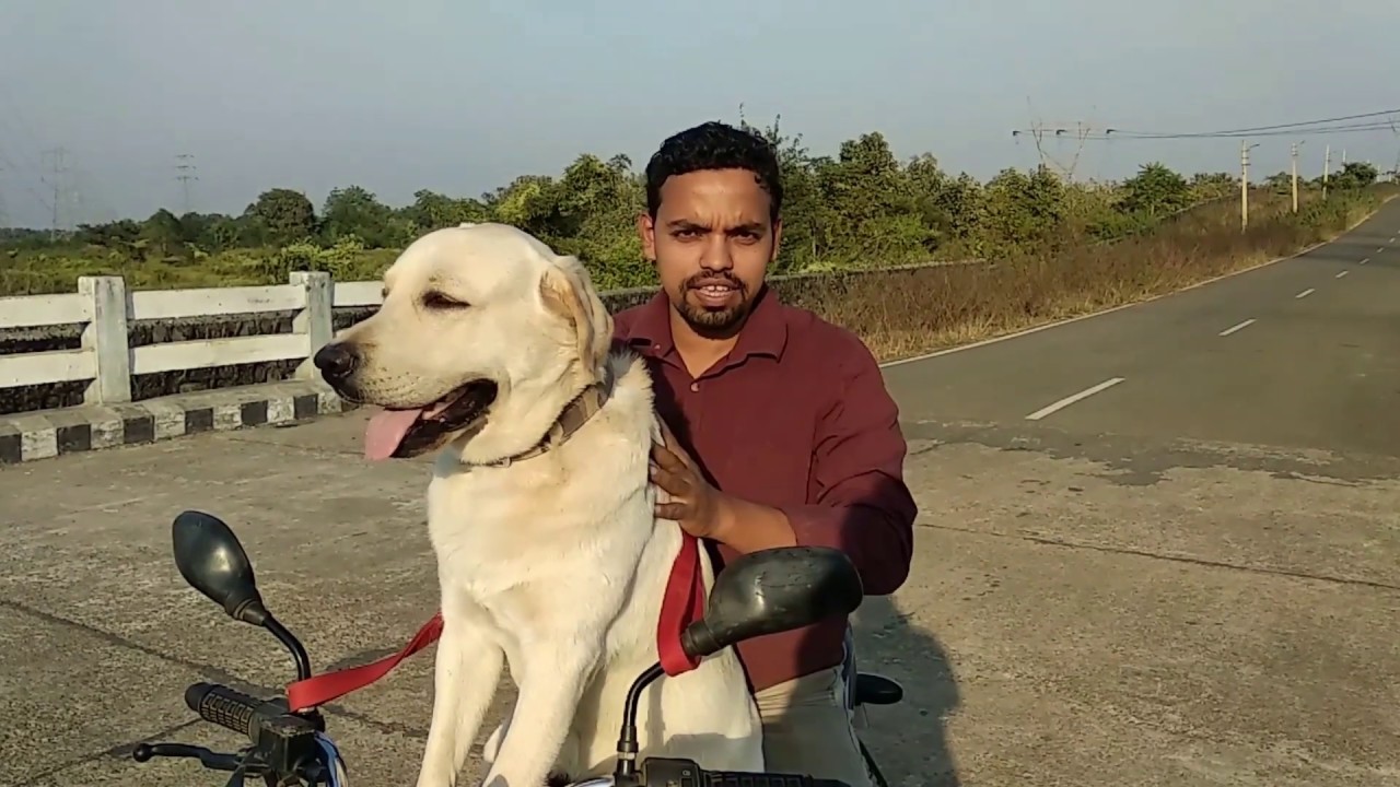 Kutte ko bike me kis tarah baithayen/ How to train your dog to sit on a bike?