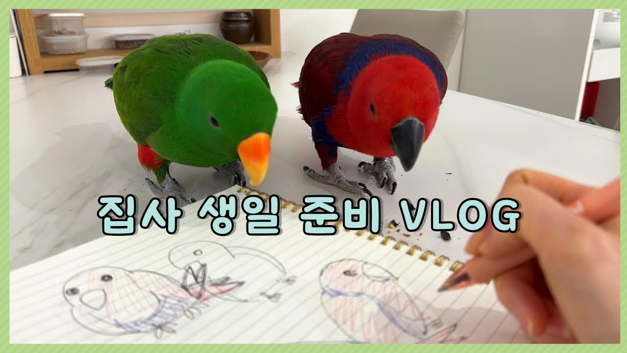 뚜비차차와 함께 집사 생일 준비를 해보자!  | 앵무새 브이로그🐥