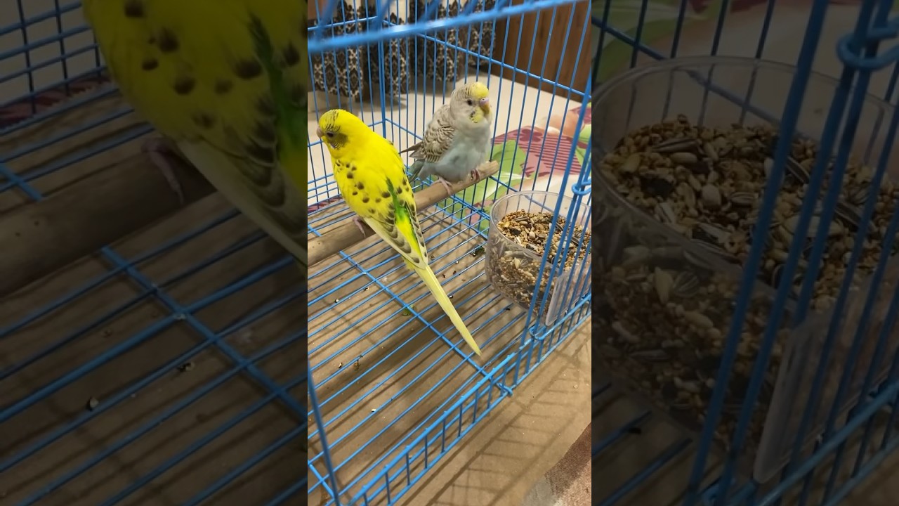 Dono ko Sabar Nahi hai🤣🤣||Dinner time #shorts #budgies #parrot #funnyanimal