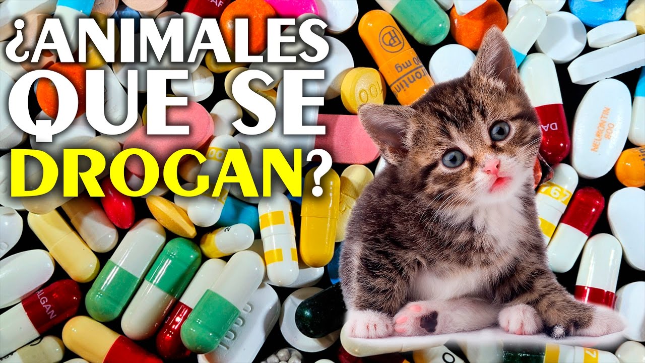 &iquest;Los Animales se Drogan? | Reporte Express