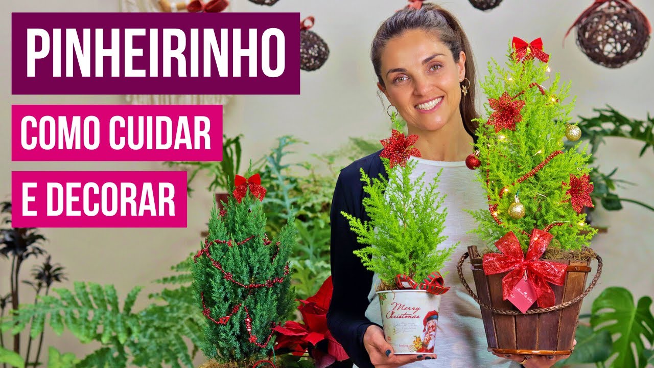 COMO CUIDAR e DECORAR um PINHEIRINHO de VERDADE 🎄