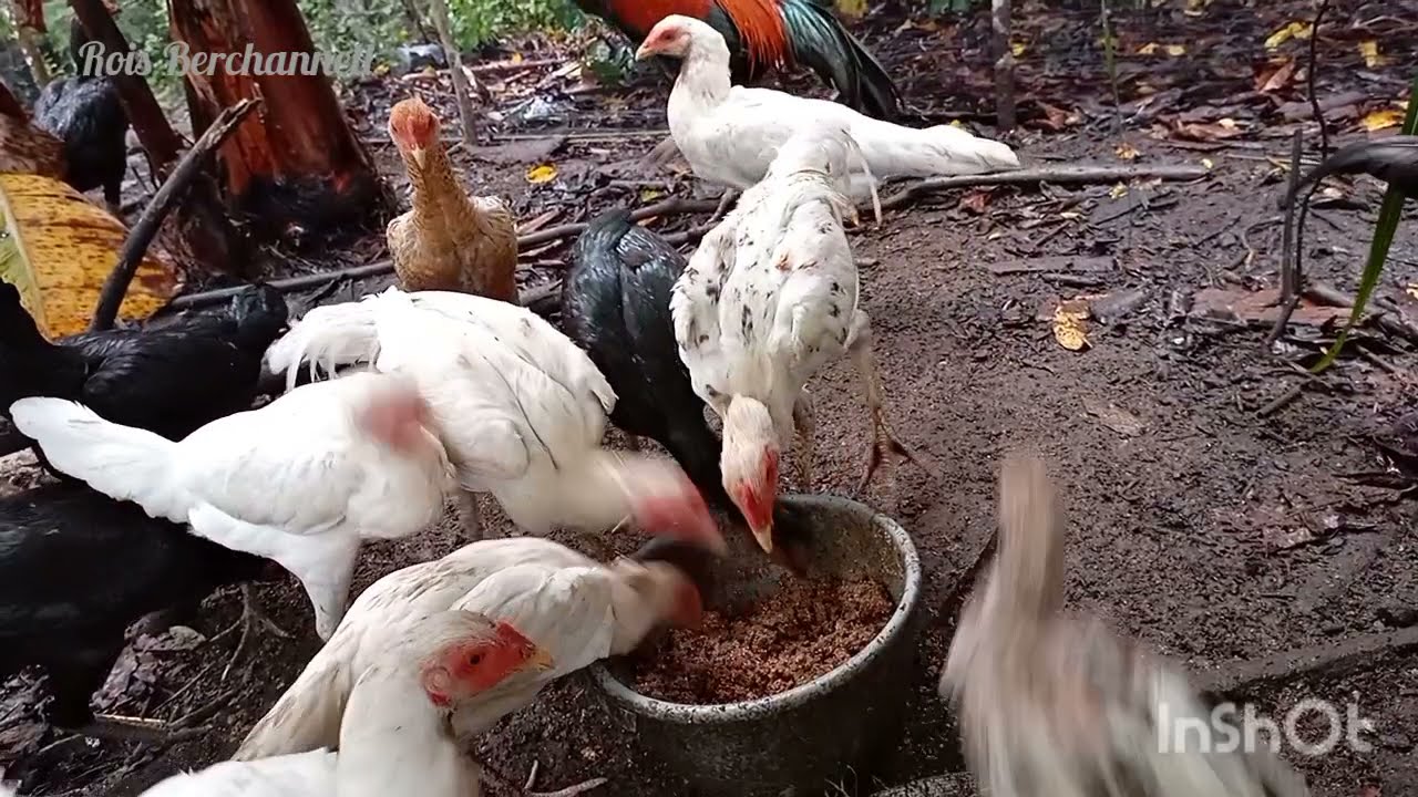 KANDANG AVIARY AYAM BANGKOK | BIRMA | KAMPUNG | JALINI