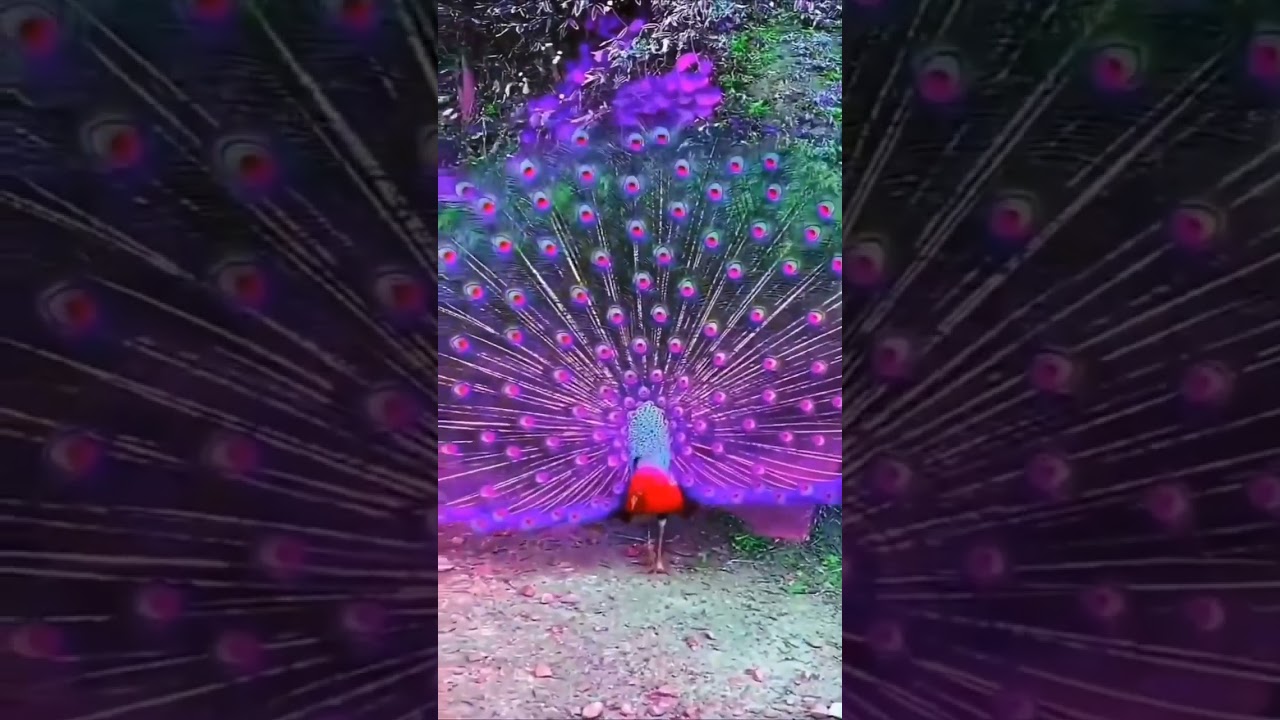 Beautiful Hamrcho Thari Lok Geet Thar Folk Kachho Sindhi Song