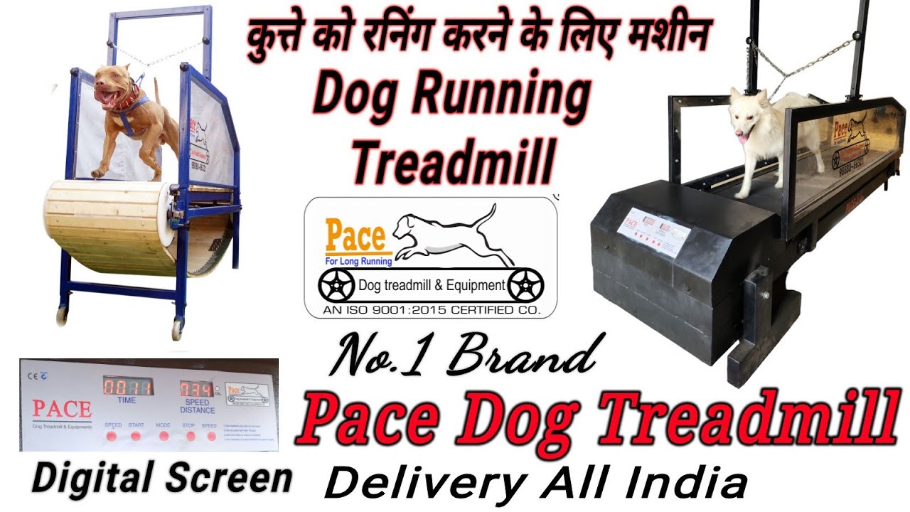 MOTORIZED DOG TREADMILL | PACE DOG TREADMILL & EQUIPMENTS | LUDHIANA PUNJAB | CALL..98880-66321..