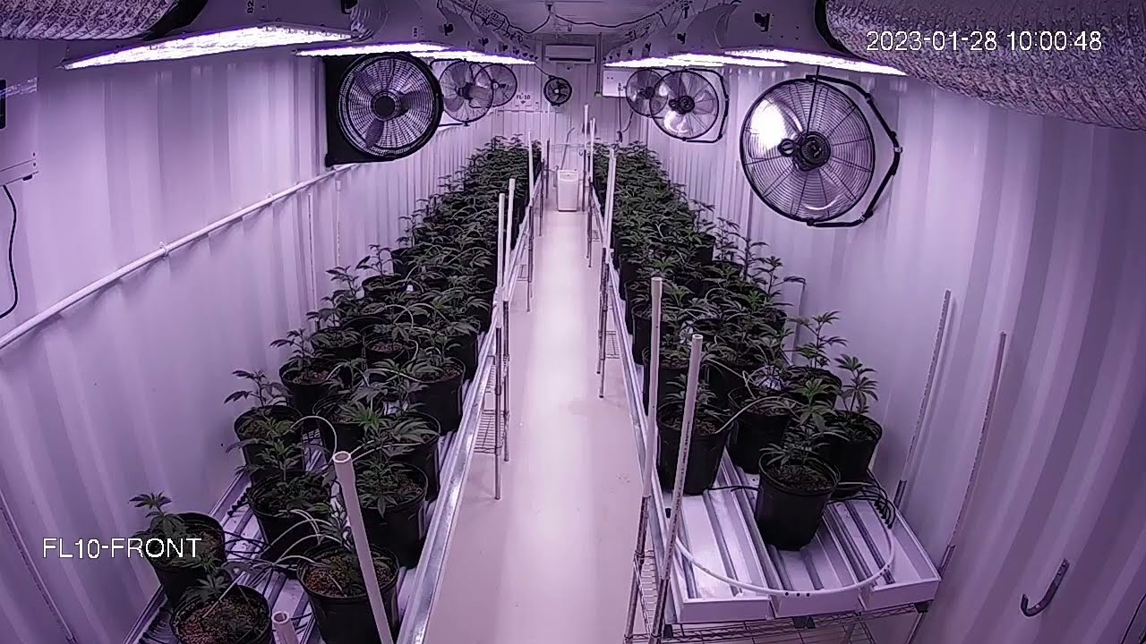 Donny Burger - Timelapse transplant to flower