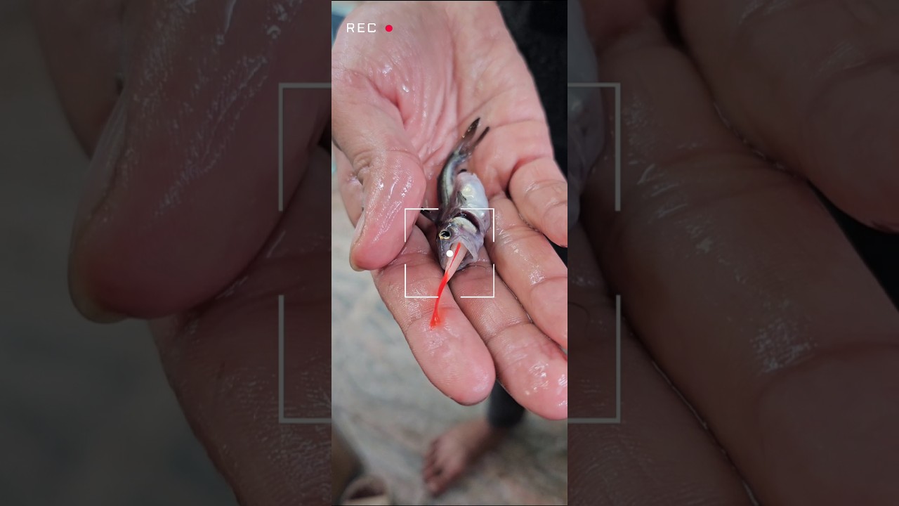 😨Parron Shark🦈 Attacks Rainbow Shark 😵&zwj;💫 #monsterfish #aggressive #freshwaterfish #fishkeepinghobby