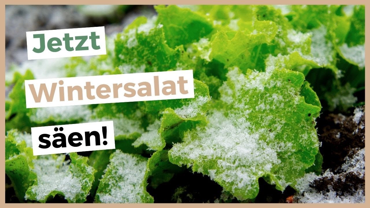 So erntest du den ganzen Winter &uuml;ber frischen Salat!