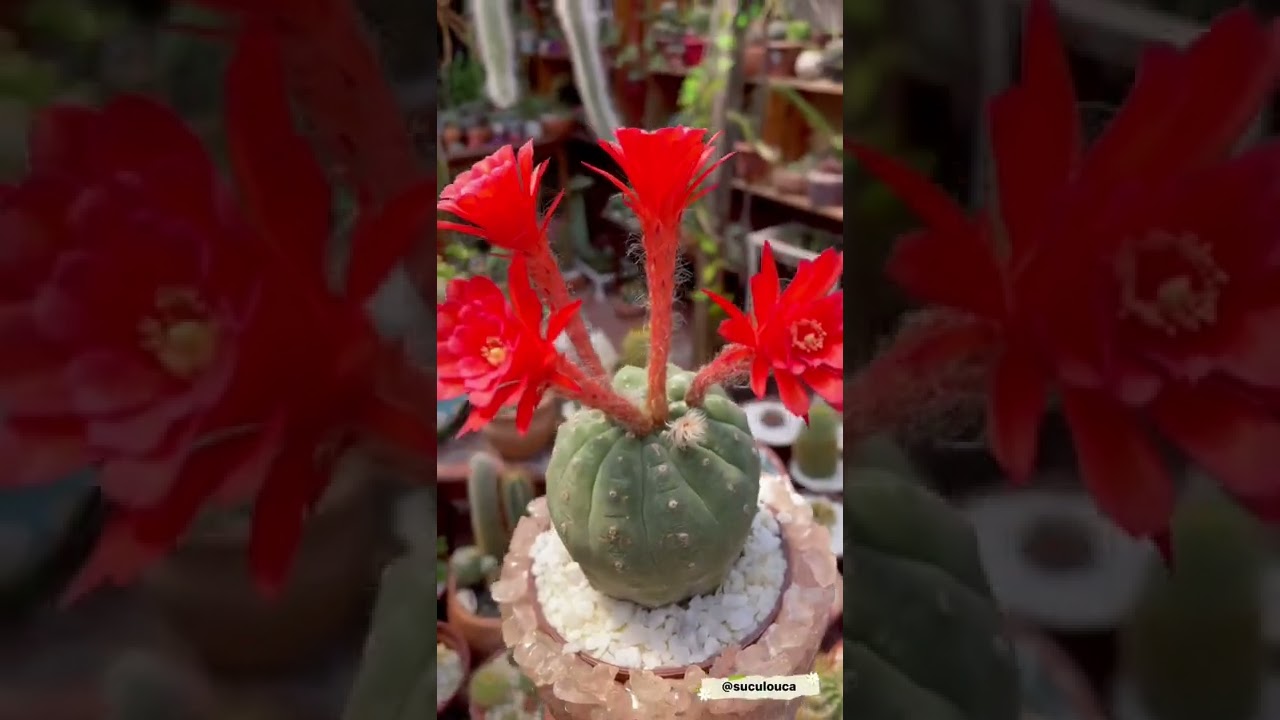 Cacto matucana em seu esplendor
